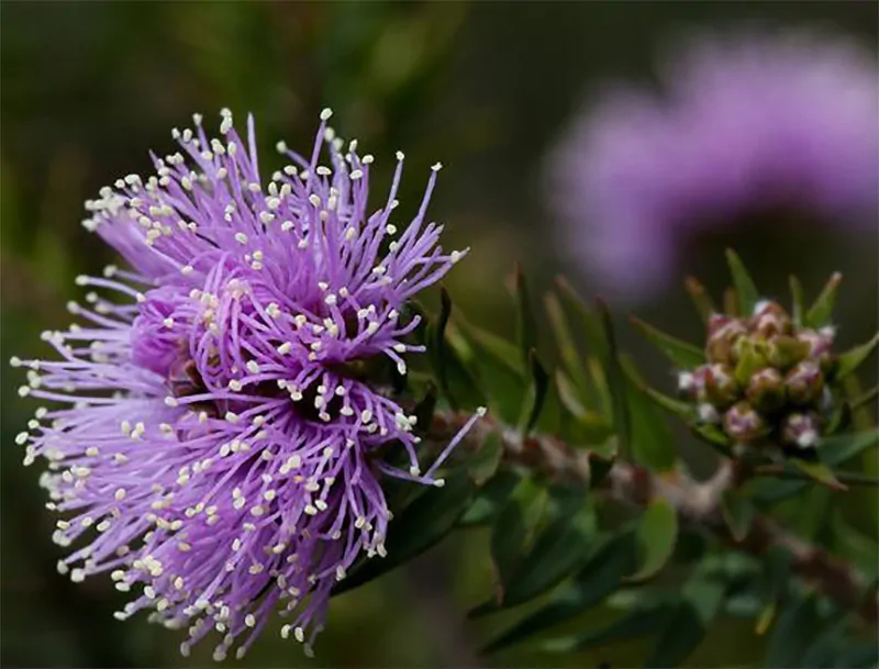 Melaleuca squamea - Swamp Honey