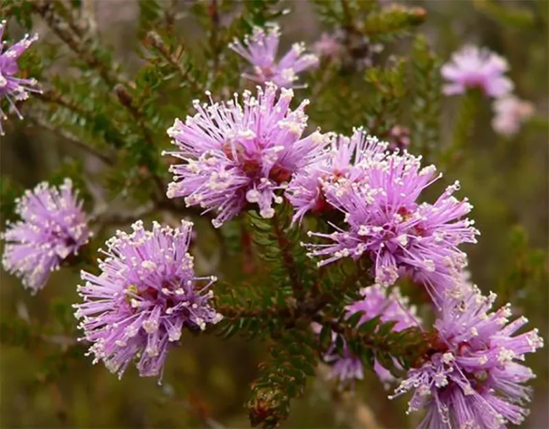 Melaleuca squamea - Swamp Honey - Image 2
