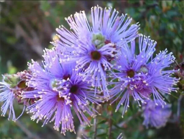 Melaleuca squamea - Swamp Honey - Image 3