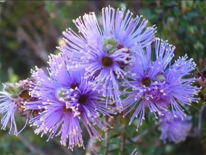 Melaleuca squamea - Swamp Honey - Image 3