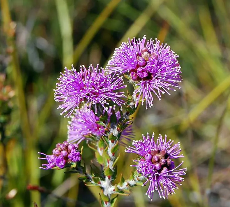 Melaleuca squamea - Swamp Honey - Image 4