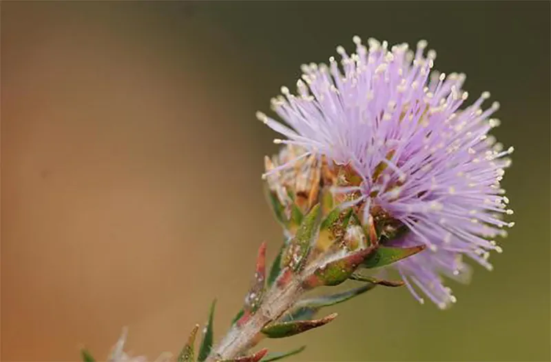 Melaleuca squamea - Swamp Honey - Image 5
