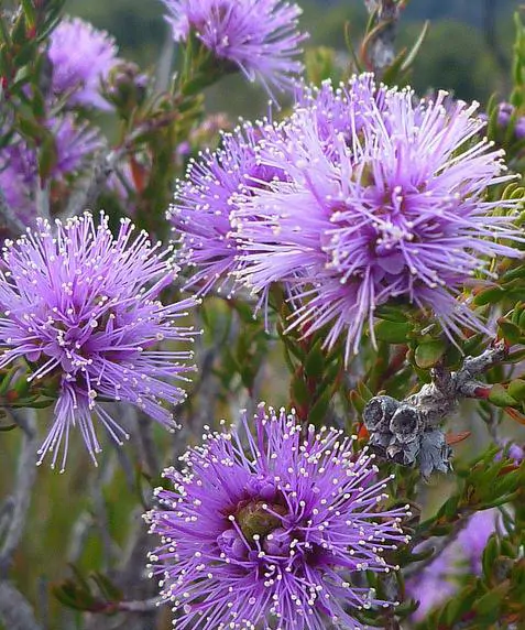 Melaleuca squamea - Swamp Honey - Image 6