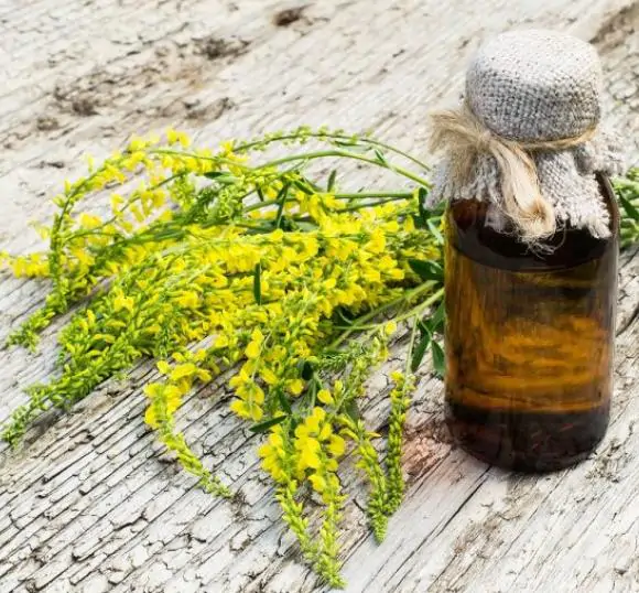 Melilotus officinalis - Clover, Yellow Sweet - Image 2
