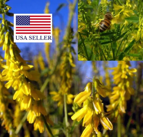 Melilotus officinalis - Clover, Yellow Sweet - Image 11