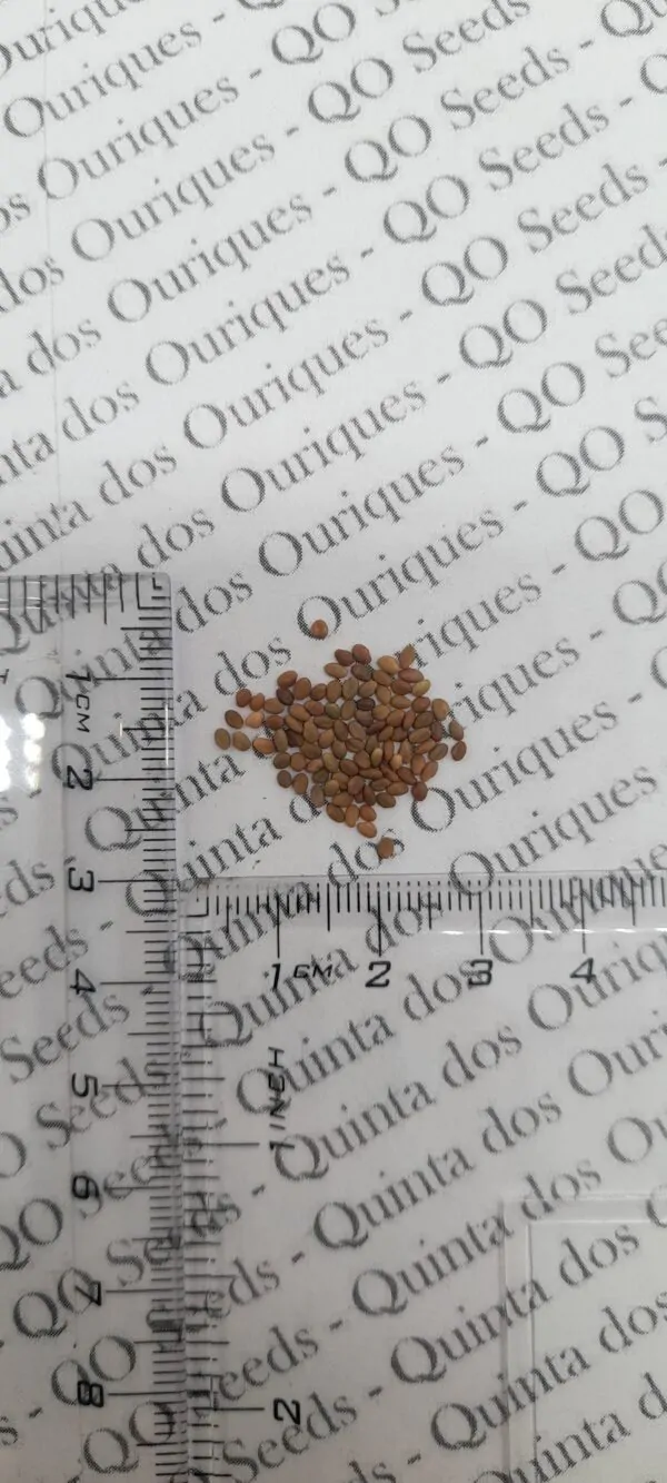 Melilotus officinalis - Clover, Yellow Sweet - Image 12