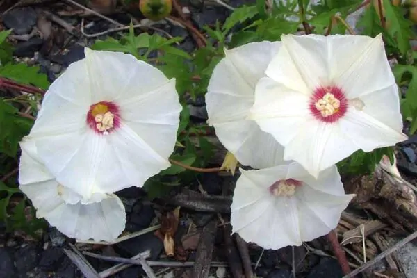 Merremia dissecta - Cutleaf Morning Glory, Alamo Vine, Noyau Vine - Image 6