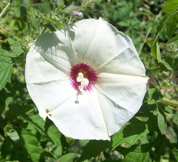 Merremia dissecta - Cutleaf Morning Glory, Alamo Vine, Noyau Vine - Image 8