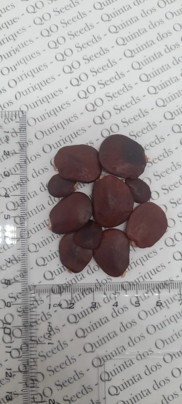 Millettia grandis - Umzimbeet - Image 4