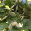 Millettia pinnata / Pongamia pinnata - Indian Beech Tree, Honge Tree - Image 2