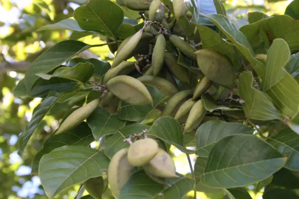 Millettia pinnata / Pongamia pinnata - Indian Beech Tree, Honge Tree - Image 2