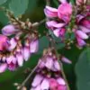 Millettia pinnata / Pongamia pinnata - Indian Beech Tree, Honge Tree - Image 3