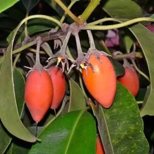 Mimusops elengi - Spanish Cherry