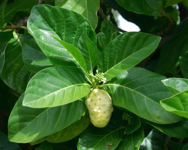 Morinda citrifolia - Noni, Indian Mulberry