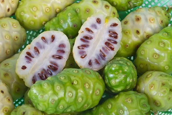 Morinda citrifolia - Noni, Indian Mulberry - Image 2