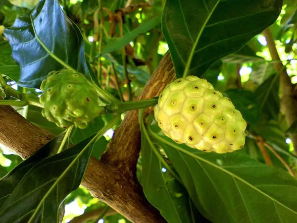Morinda citrifolia - Noni, Indian Mulberry - Image 3