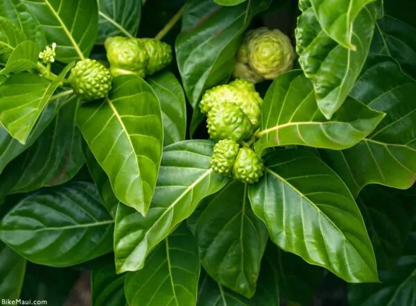 Morinda citrifolia - Noni, Indian Mulberry - Image 4