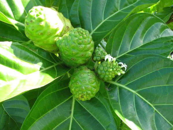 Morinda citrifolia - Noni, Indian Mulberry - Image 5