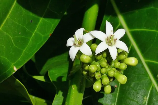 Morinda citrifolia - Noni, Indian Mulberry - Image 6