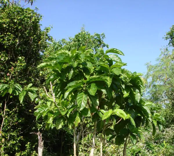 Morinda citrifolia - Noni, Indian Mulberry - Image 7