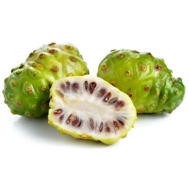 Morinda citrifolia - Noni, Indian Mulberry - Image 8
