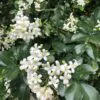 Murraya paniculata / Chalcas paniculata - Orange Jasmine, Orange Jessamine, China Box, Mock Orange - Image 2