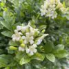 Murraya paniculata / Chalcas paniculata - Orange Jasmine, Orange Jessamine, China Box, Mock Orange - Image 3