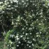 Murraya paniculata / Chalcas paniculata - Orange Jasmine, Orange Jessamine, China Box, Mock Orange - Image 6