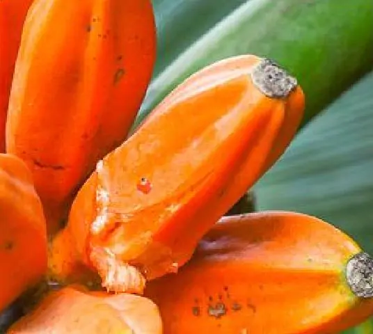 Musa johnsii - Honey banana, banana silvestre from papua new