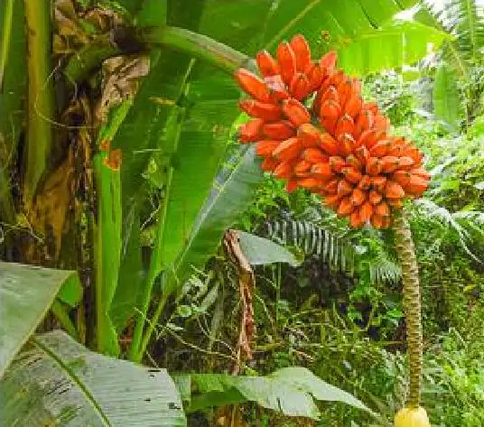 Musa johnsii - Honey banana, banana silvestre from papua new - Image 2