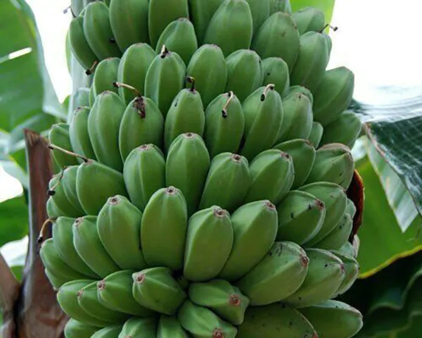 Musa sikkimensis 'Red Tiger' - Red Tiger Banana, Bengal tiger - Image 4