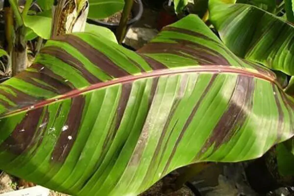 Musa sikkimensis 'Red Tiger' - Red Tiger Banana, Bengal tiger - Image 5
