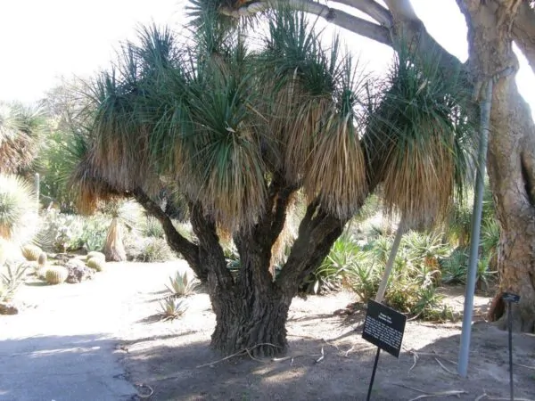Nolina longifolia - Oaxacan Pony Tail - Image 2