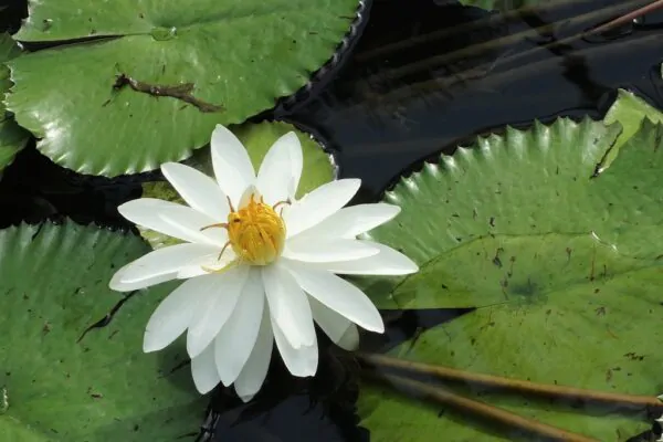 Nymphaea pubescens var. white - Hairy Water Lily - Image 4