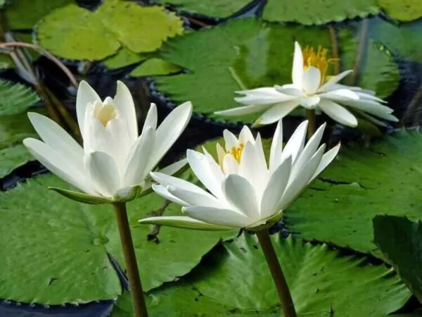 Nymphaea pubescens var. white - Hairy Water Lily - Image 9