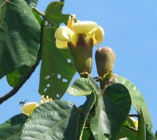 Ochroma pyramidale - Balsa tree