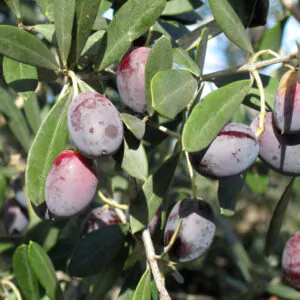 Olea europea - Olive Tree