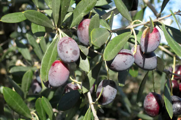 Olea europea - Olive Tree