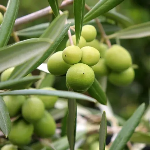 Olea europea - Olive Tree - Image 2