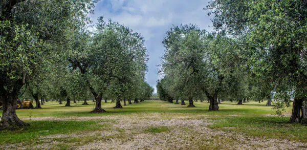 Olea europea - Olive Tree - Image 3