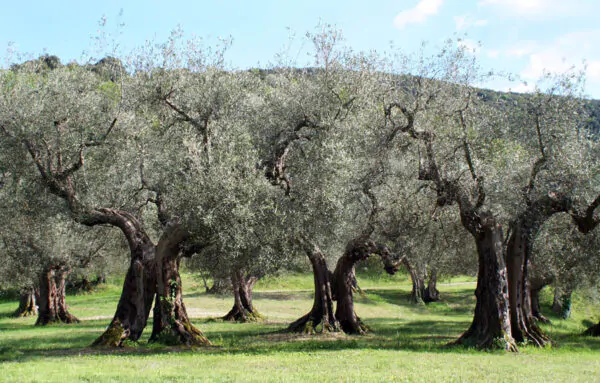 Olea europea - Olive Tree - Image 8