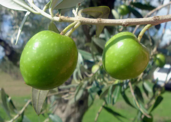 Olea europea - Olive Tree - Image 9