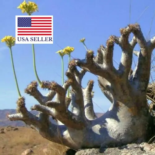 Pachypodium densiflorum var. densiflorum - Madagascar palm tree - Image 3