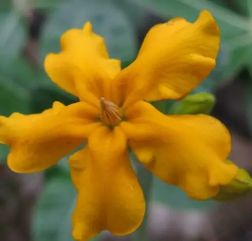 Pachypodium densiflorum var. densiflorum - Madagascar palm tree - Image 7