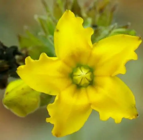 Pachypodium densiflorum var. densiflorum - Madagascar palm tree - Image 8