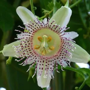 Passiflora adenopoda / Passiflora acerifolia - Velcro Passion Flower Maracuja