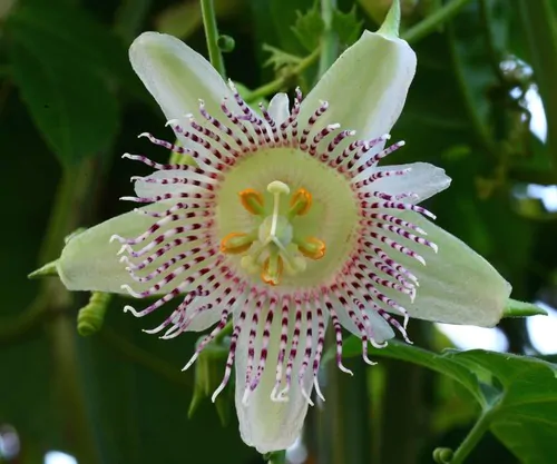 Passiflora adenopoda / Passiflora acerifolia - Velcro Passion Flower Maracuja