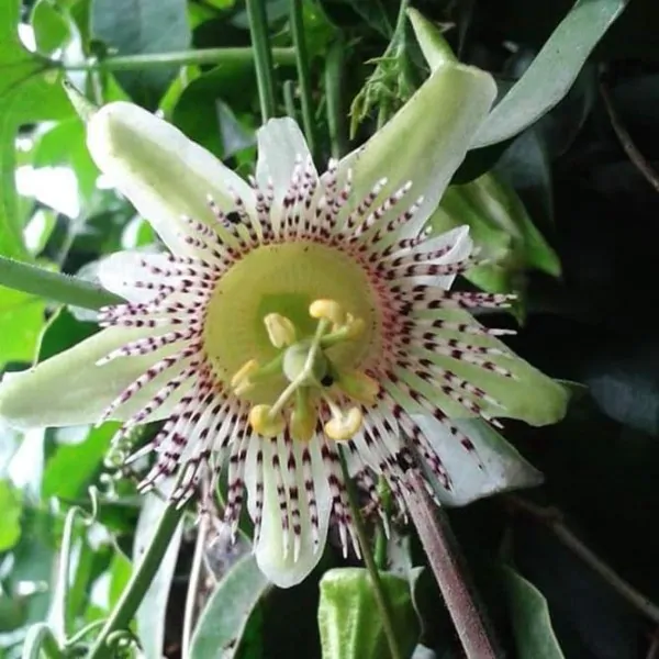 Passiflora adenopoda / Passiflora acerifolia - Velcro Passion Flower Maracuja - Image 2