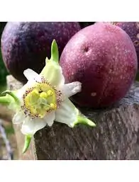 Passiflora adenopoda / Passiflora acerifolia - Velcro Passion Flower Maracuja - Image 5