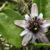 Passiflora alnifolia - Alder-leaved Passion Flower Maracuja - Image 2